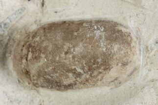 Eocene Fossil Snake Egg - Bouxwiller, France #366882