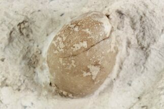 Eocene Fossil Snake Egg - Bouxwiller, France #366883