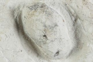 Eocene Fossil Snake Egg - Bouxwiller, France #366887