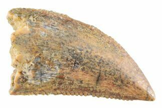 Serrated Raptor Tooth - Real Dinosaur Tooth #364793
