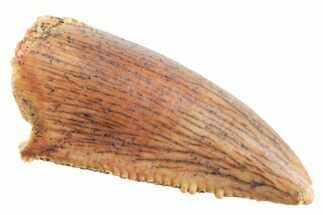 Serrated Raptor Premaxillary Tooth - Real Dinosaur Tooth #364795