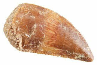 Serrated Raptor Tooth - Real Dinosaur Tooth #364803