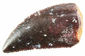 Serrated Raptor Tooth - Real Dinosaur Tooth #364804