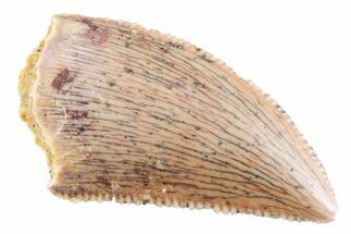 Serrated Raptor Tooth - Real Dinosaur Tooth #364811