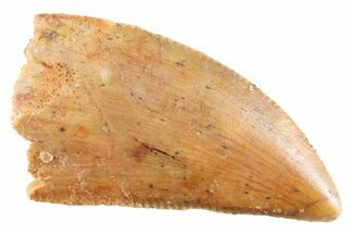 Serrated Raptor Tooth - Real Dinosaur Tooth #364814