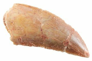 Serrated Raptor Tooth - Real Dinosaur Tooth #364818