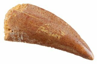 Serrated Raptor Tooth - Real Dinosaur Tooth #364821