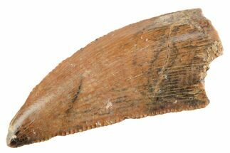 Serrated Raptor Tooth - Real Dinosaur Tooth #364828