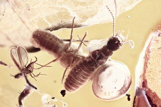 Detailed Fossil Termites, Fungus Gnats, and Mite In Baltic Amber #367243