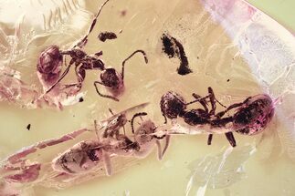 Three Detailed Fossil Ants (Dolichoderinae) In Baltic Amber #367257