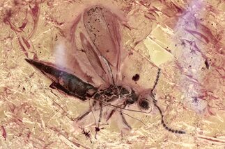 Huge Detailed Fossil Wasp (Torymidae) in Baltic Amber #367259