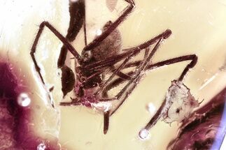 Detailed Fossil Spider (Araneae) In Baltic Amber #367288