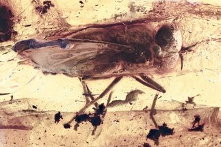 Detailed Fossil Horse Fly (Tabanidae) In Baltic Amber - Rare! #367301