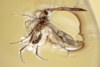 Detailed Fossil Ichneumon Wasp (Ichneumonidae) In Baltic Amber #367324
