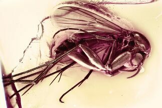 Fossil Gnat (Mycetophilidae) w/ Attached Phoretic Mite in Baltic Amber #367330