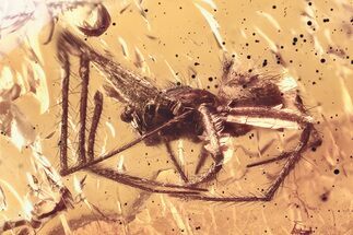 Detailed Fossil Planthopper and Spider In Baltic Amber #367336
