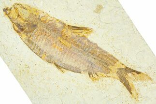 Detailed Fossil Fish (Knightia) - Wyoming #367434