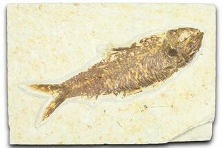 Detailed Fossil Fish (Knightia) - Wyoming #367446