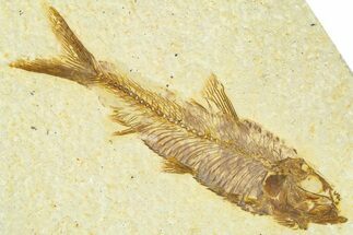 Detailed Fossil Fish (Knightia) - Wyoming #367465