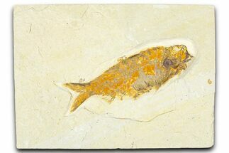 Detailed Fossil Fish (Knightia) - Wyoming #367469