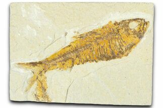Detailed Fossil Fish (Knightia) - Wyoming #367475