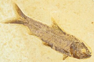 Detailed Fossil Fish (Knightia) - Wyoming #367481