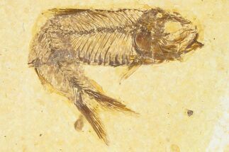 Detailed Fossil Fish (Knightia) - Wyoming #367486
