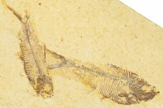 Plate With Two Fossil Fish (Diplomystus & Knightia) - Wyoming #367487