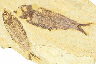 Plate With Two Fossil Fish (Knightia) - Wyoming #367497