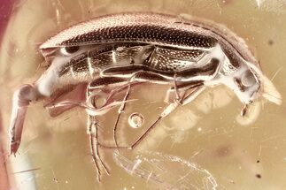 Fossil False Darkling Beetle (Symphora) in Baltic Amber #367408