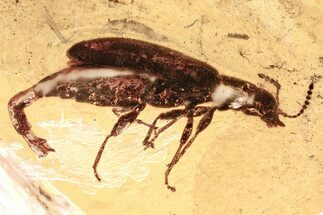 Detailed Fossil Beetle (Mycteridae) in Baltic Amber #367419