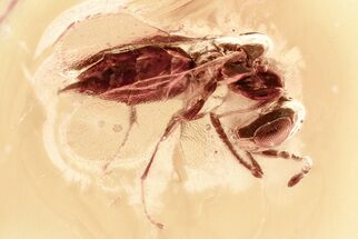 Detailed Fossil Wasp (Chalcidoidea) In Baltic Amber #367427