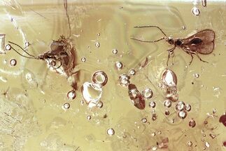 Two Fossil Parasitoid Wasps (Diapriidae) In Baltic Amber #367453