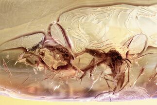 Two Fossil Dark-Winged Fungus Gnats (Sciaridae) In Baltic Amber #367458