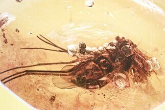 Detailed Fossil Muscoid Fly and Dance Fly In Baltic Amber #367463