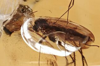 Detailed Fossil Fungus Gnat (Mycetophilidae) In Baltic Amber #367480