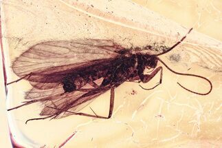 Detailed Fossil Caddisfly (Trichoptera) In Baltic Amber #367491