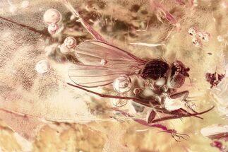 Detailed Fossil Long-Legged Fly (Dolichopodidae) in Baltic Amber #367494