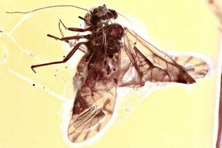 Detailed Fossil Barklouse (Psocodea) In Baltic Amber #367496