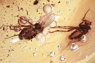 Two Detailed Fossil Flies (Dolichopodidae) in Baltic Amber #367511