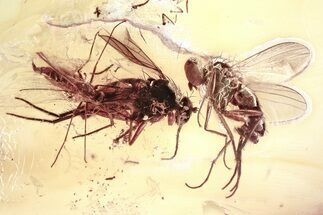 Fossil Long-Legged Flies and Dark-Winged Fungus Gnat in Baltic Amber #367513