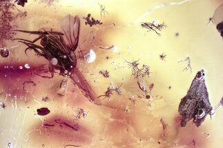 Fossil Scuttle Fly (Phoridae) and Bark Fragment In Baltic Amber #367515