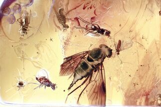 Fossil Predatory Snipe Fly, Flies, and Oribatid Mite In Baltic Amber #367517