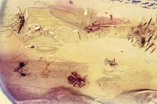 Detailed Fossil True Midge Swarm and Mite In Baltic Amber #367519