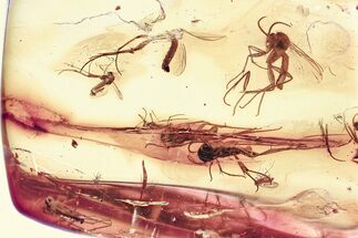 Fossil Fungus Gnats and True Midges in Baltic Amber #367520