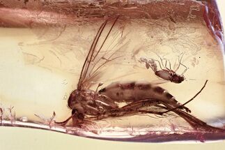 Detailed Fossil Fungus Gnat and True Midges in Baltic Amber #367525