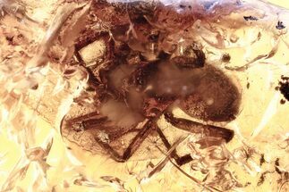 Detailed Fossil Spider (Araneae) In Baltic Amber #367550
