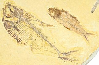 Plate With Two Fossil Fish (Diplomystus & Knightia) - Wyoming #367510