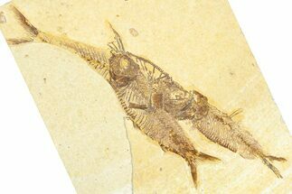 Plate With Three Fossil Fish (Diplomystus & Knightia) - Wyoming #367514