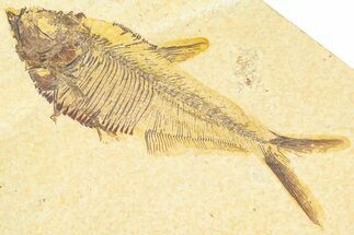 Detailed Fossil Fish (Diplomystus) - Wyoming #367553
